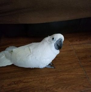 Meet your Posher, Abby